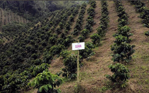 Colombia - El Vergel - Guava Banana Anaerobic (Swiss Water Process)