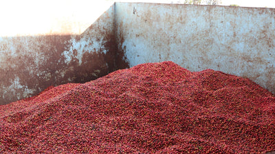 Kenya - Thiriku Cooperative - Small Batch Series (Swiss Water Process)