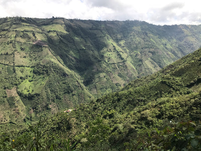 Colombia - Cordillera (Sugar Cane Decaf)
