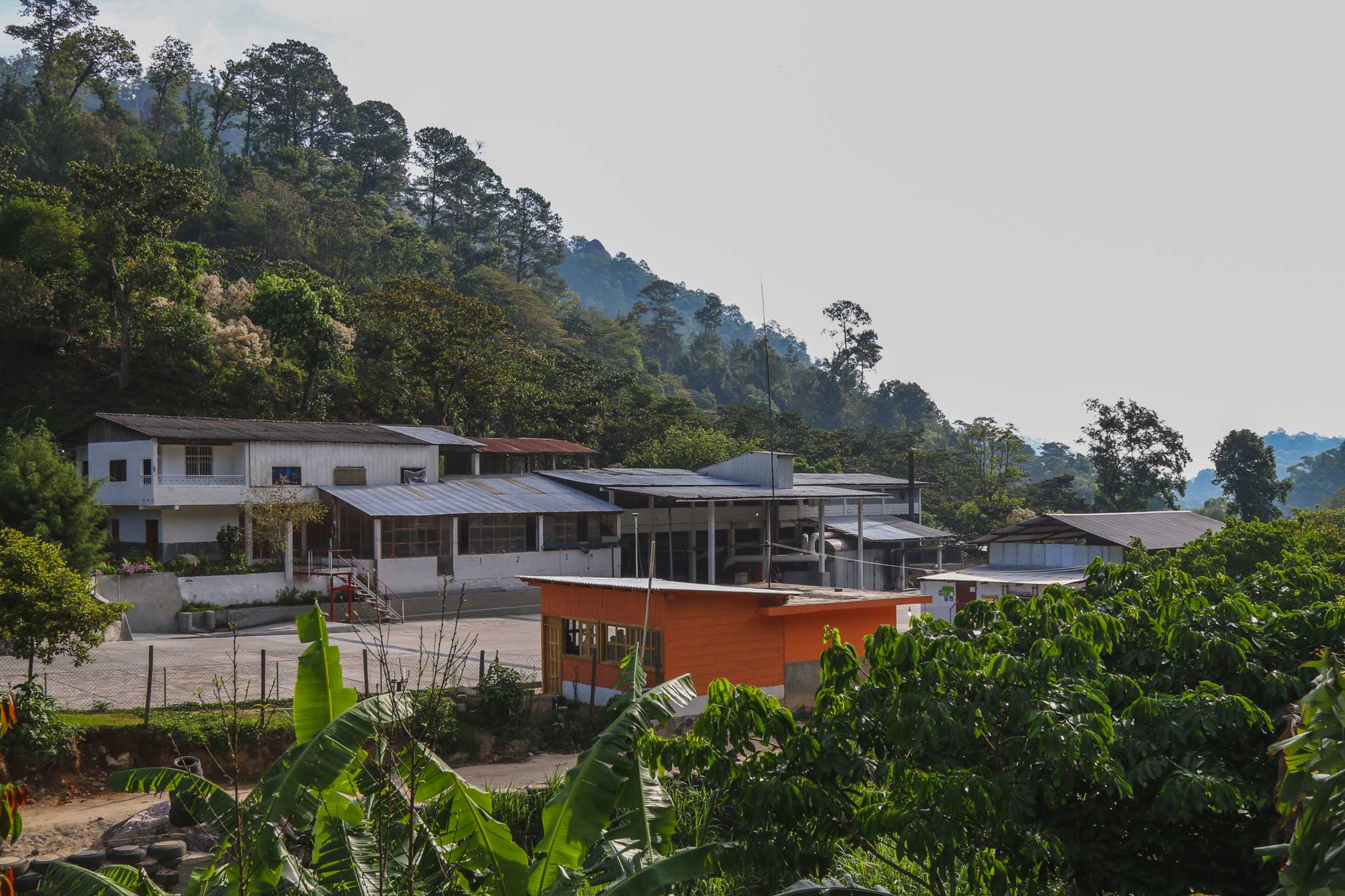 Mexico - Chiapas Organic (Mountain Water Decaf)