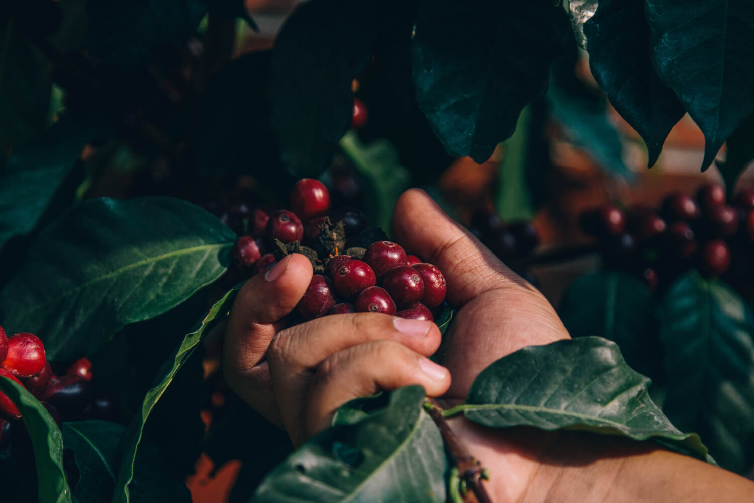 Mexico - Chiapas Organic (Mountain Water Decaf)